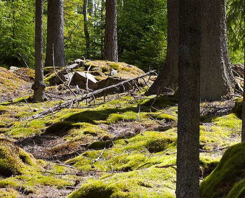 wald1